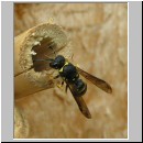 Ancistrocerus nigricornis - Lehmwespe 06.jpg